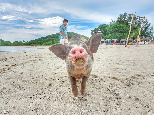 Pig Island snorkelling adventure with sunset dinner