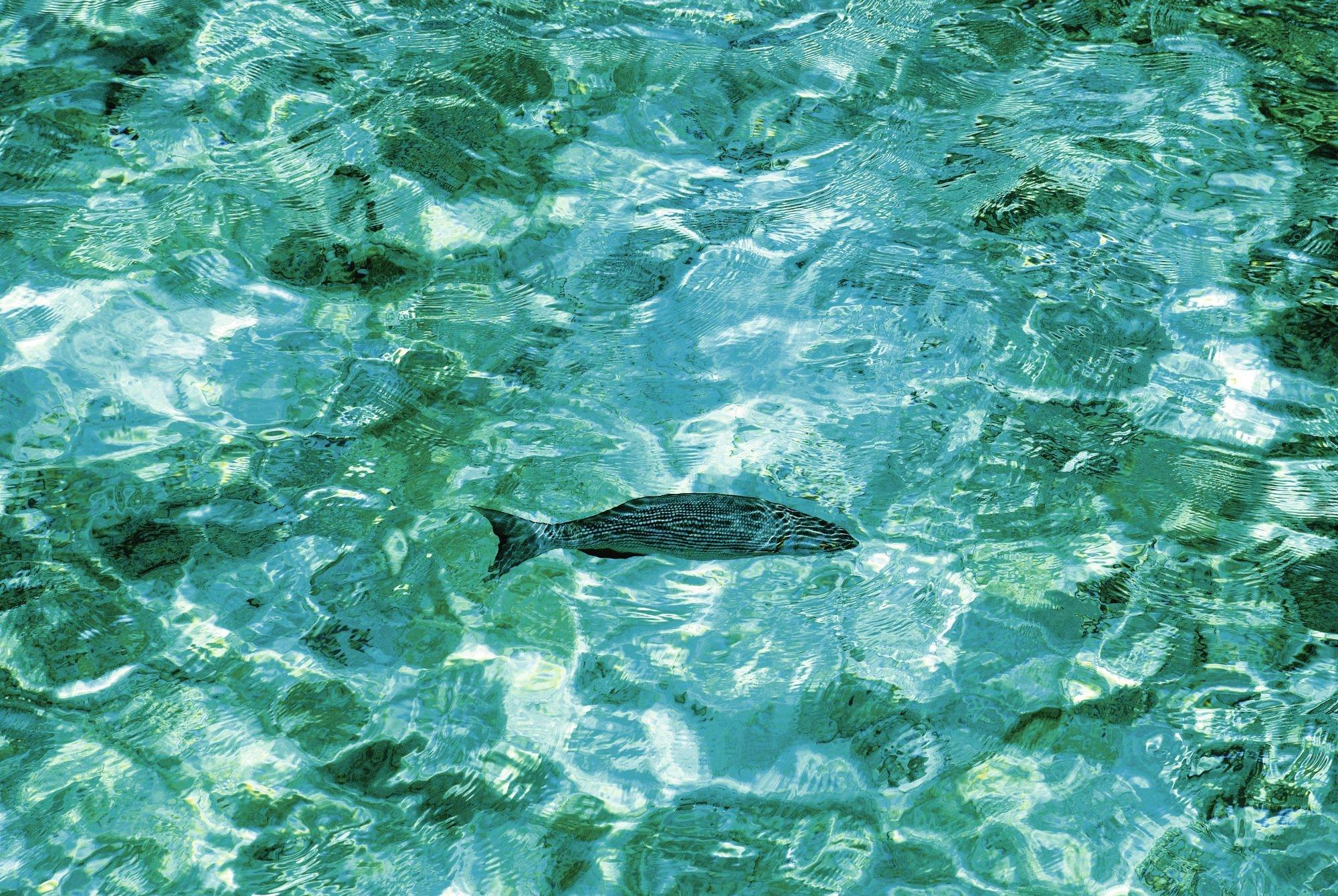 Glass-Bottom Boat Trip to Peñon de Ifach - Ticket Only