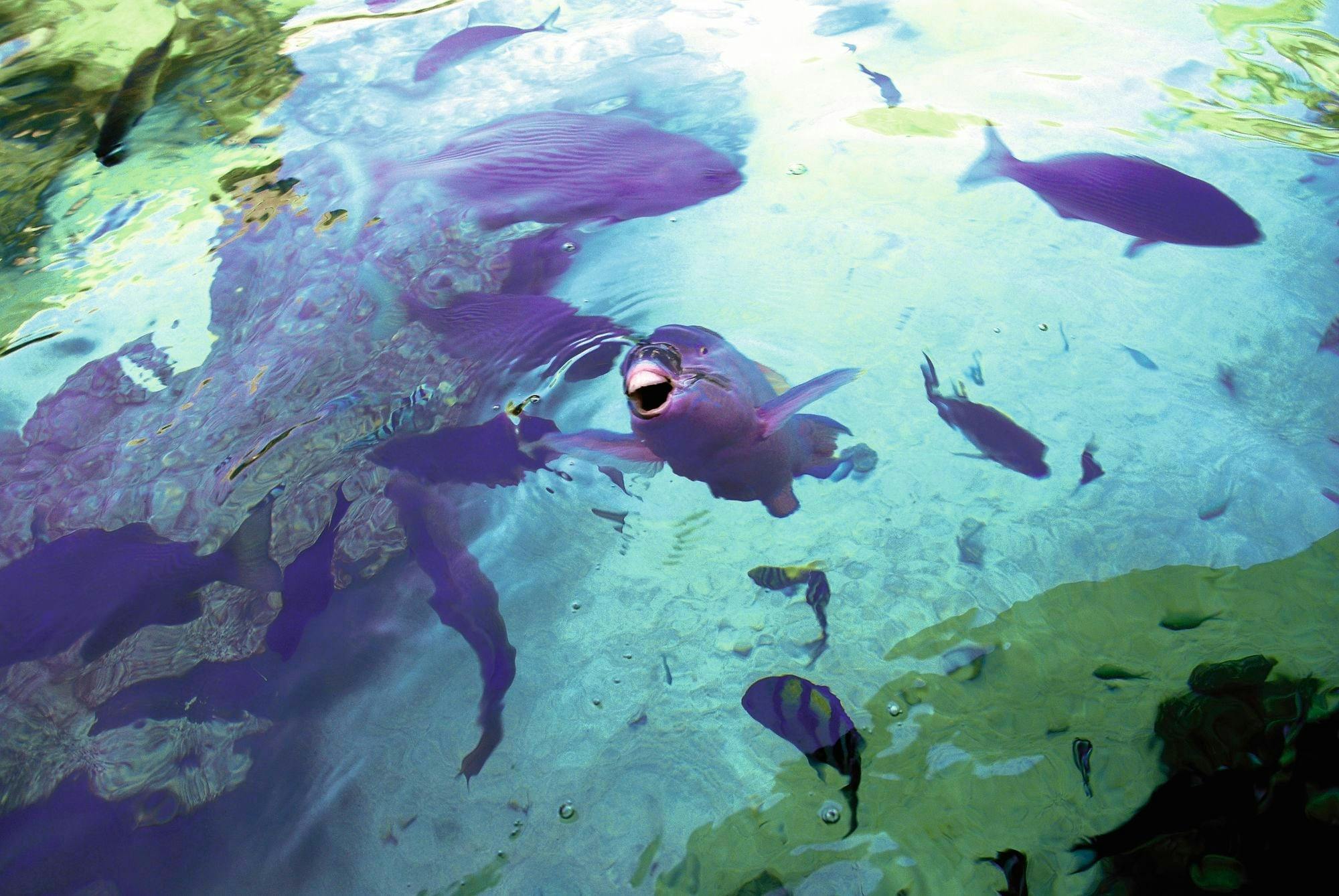 Glass-Bottom Boat Trip to Peñon de Ifach - Ticket Only