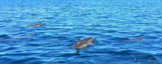 Passeio de lancha para observação de golfinhos na Maurícia