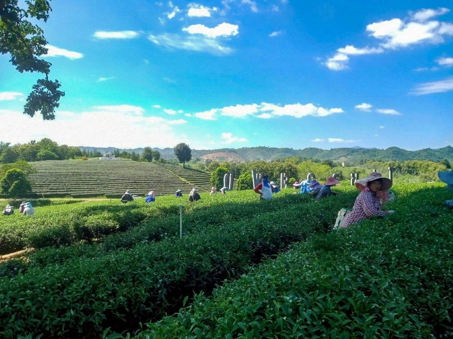 2 dni i 1 noc w domku błotnym Akha, degustacja herbaty i kawy