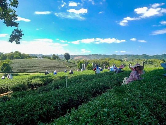 2-days 1-night Akha mudhouse stay, tea and coffee tasting
