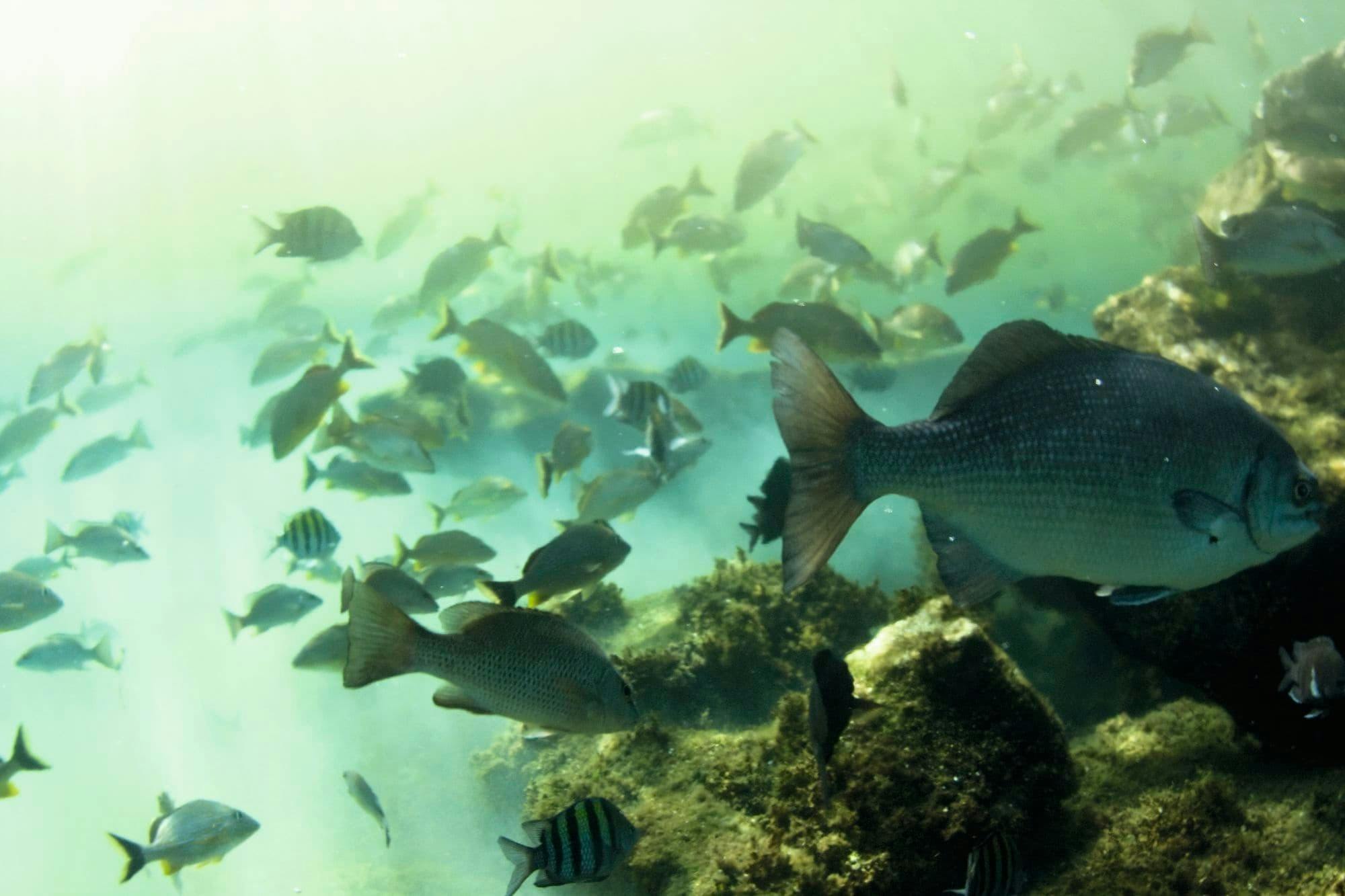 Glass-Bottom Boat Trip to Peñon de Ifach - Ticket Only