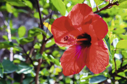Marimurtra Botanical Gardens and Girona guided walking tour