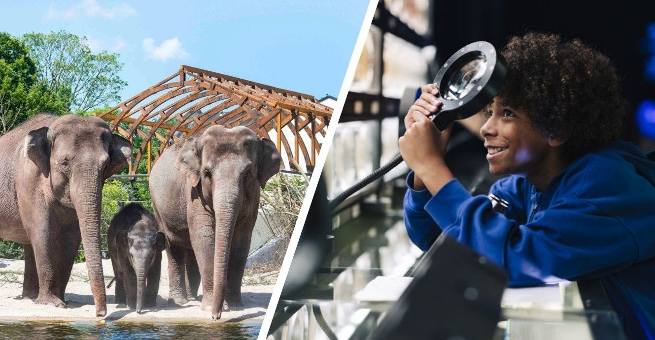 Eintrittskarte für Artis Royal Zoo und Micropia