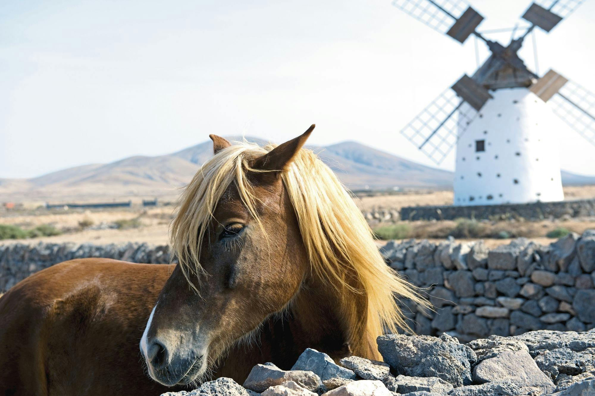 Wild north and Corralejo small-group tour from the south