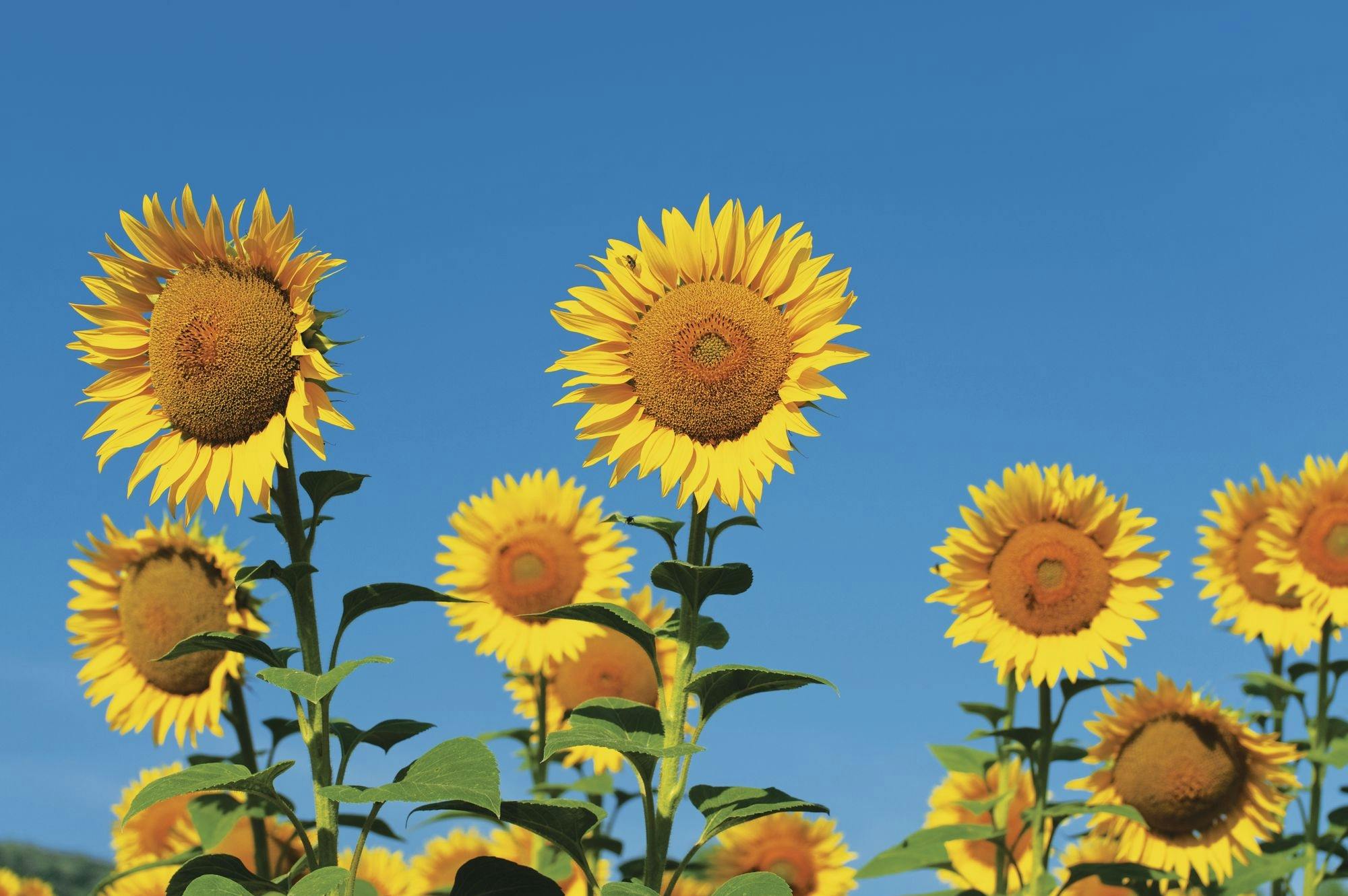 Balkan Mountains Family Fun Off-Road Safari