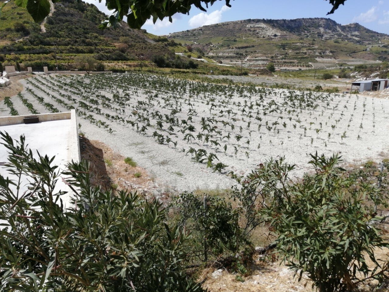 Ancient Kourion, Omodos and winery tour from Limassol