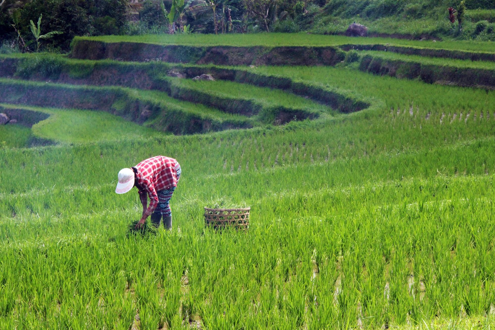 Full-day guided tour of Bali including Jatiluwih Rice Terraces