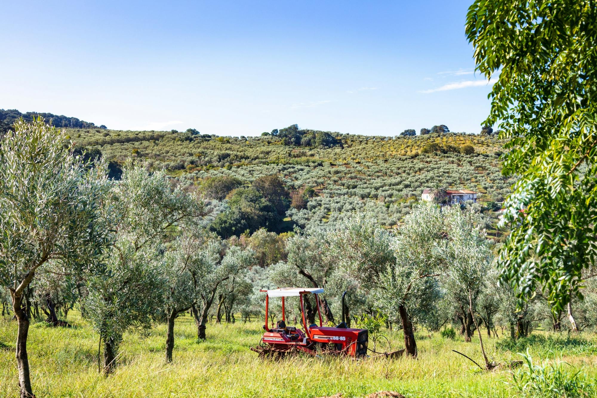 Calabrian farm cheese-making demo and pasta-rolling with lunch
