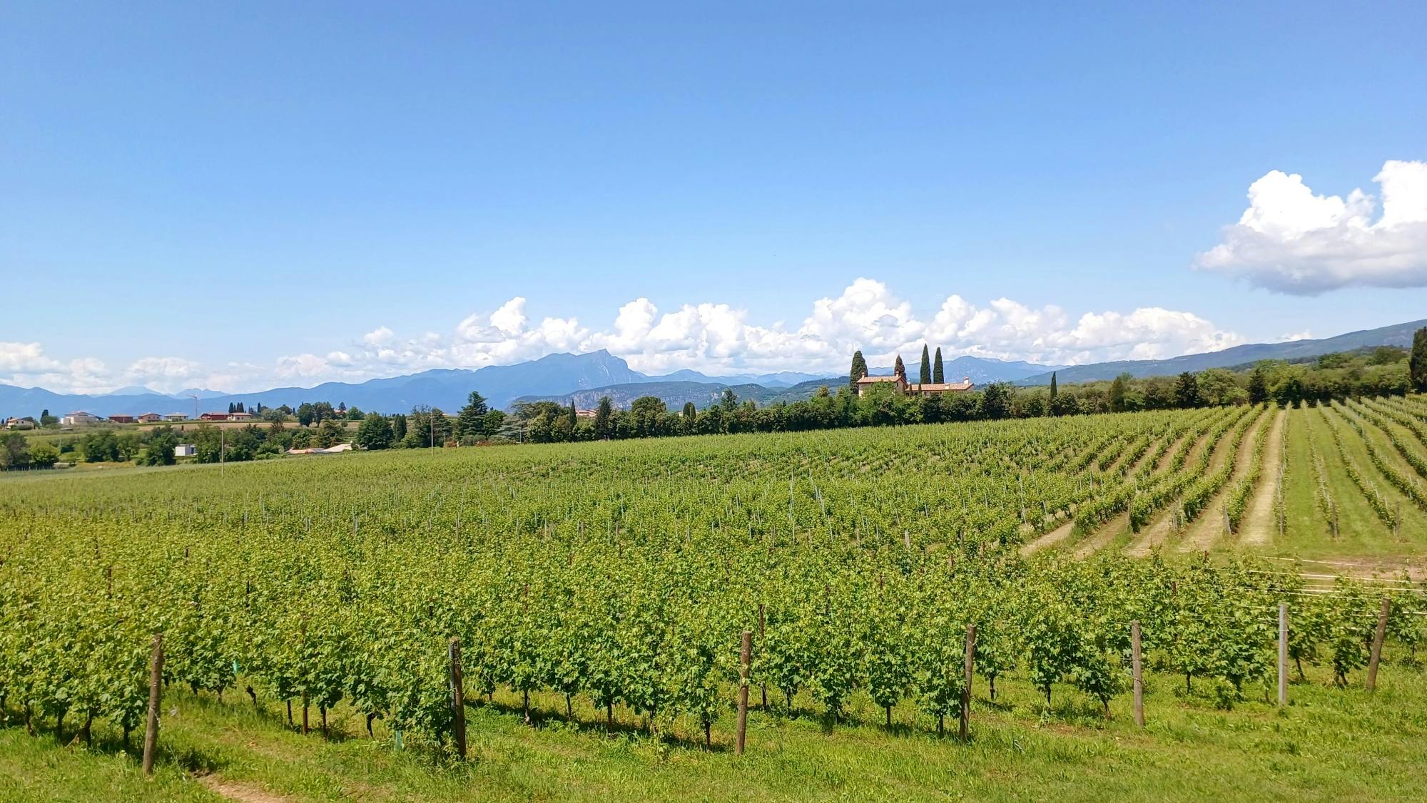 Lake Garda wine-tasting tour