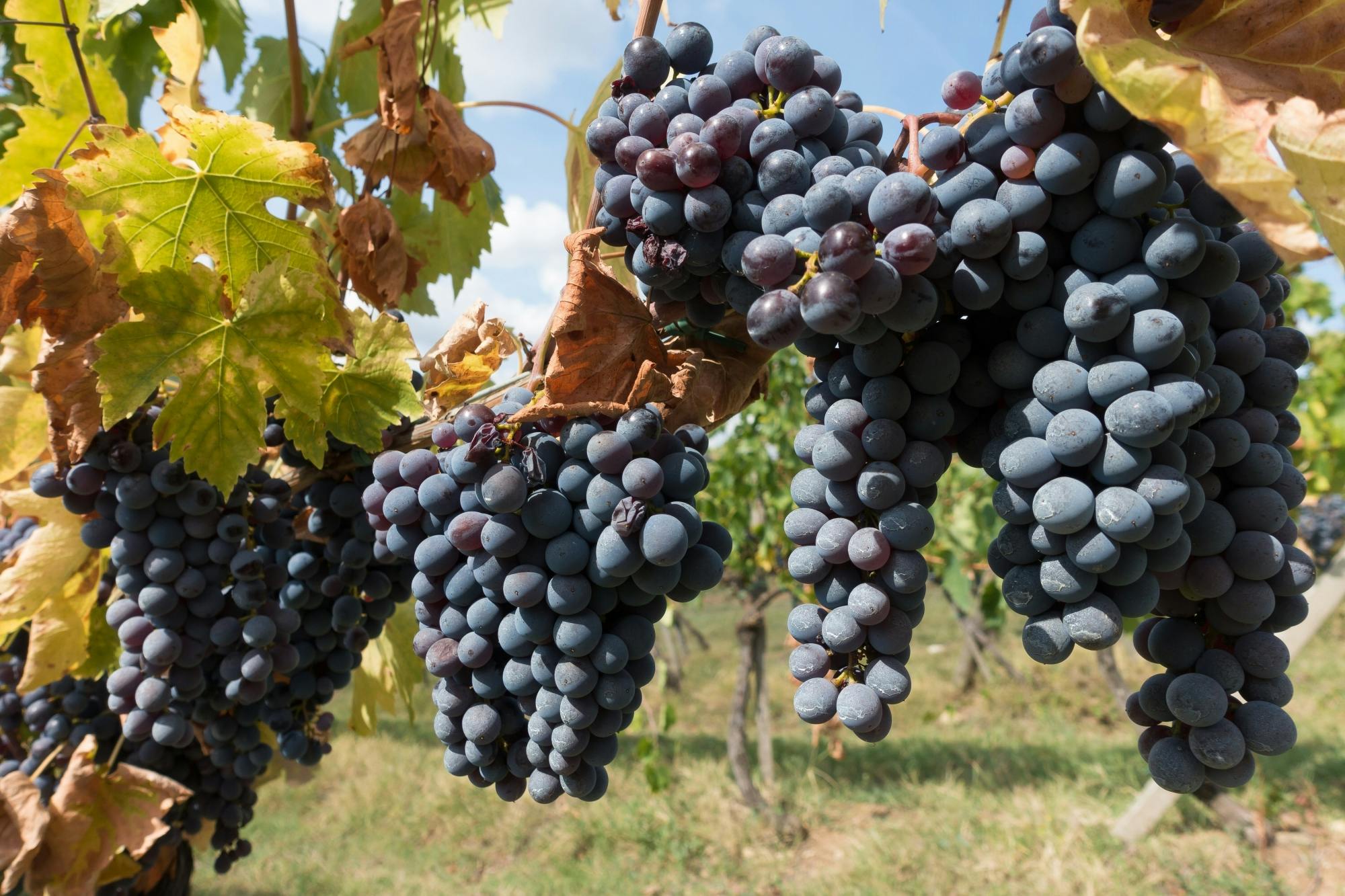 Vineyard tour and wine-tasting in Calabria