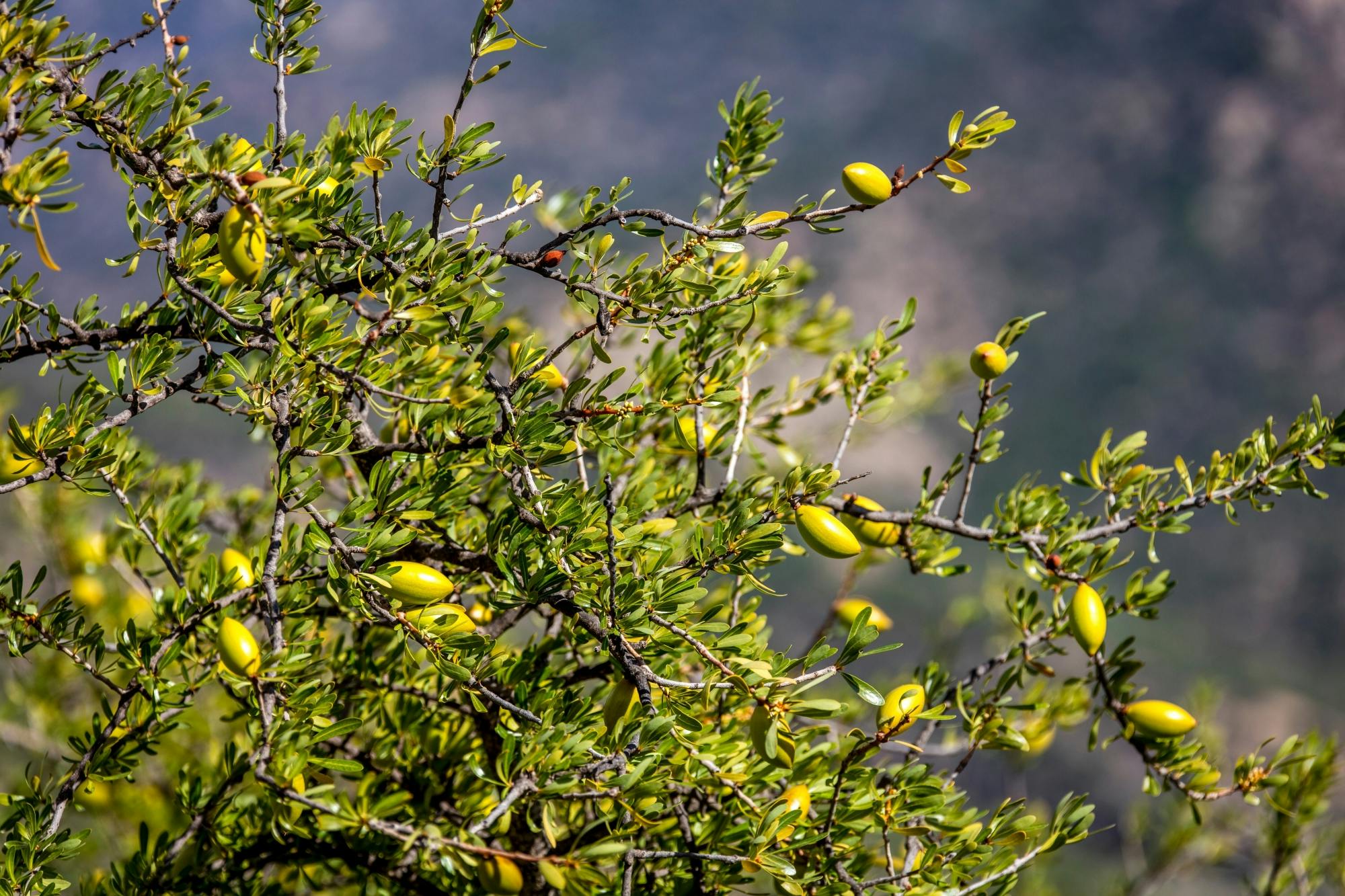 Atlas Mountains trekking tour
