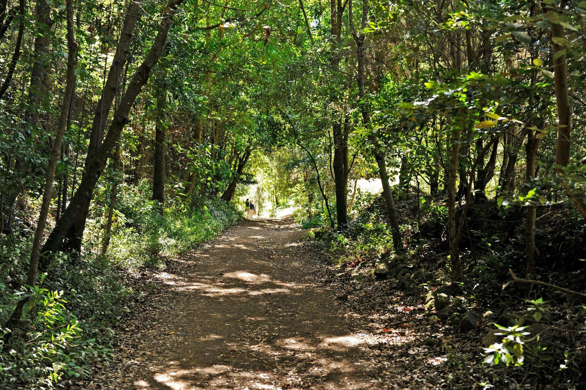 Northeast La Palma tour with Charco Azul and rum tasting
