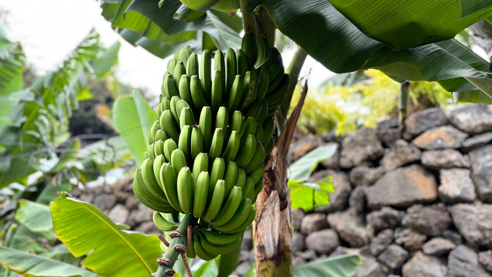 Tenerife discovery excursion - culture & flavours