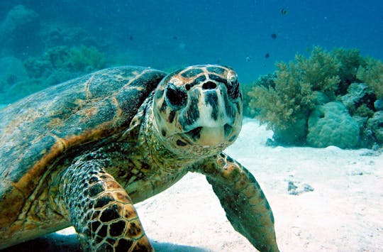 Snorkelling with Turtles and Cenote Swim in Riviera Maya Entrance
