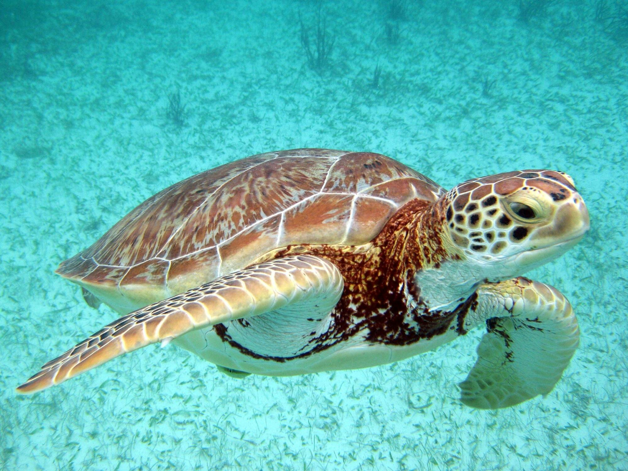 Snorkelling with Turtles and Cenote Swim in Riviera Maya