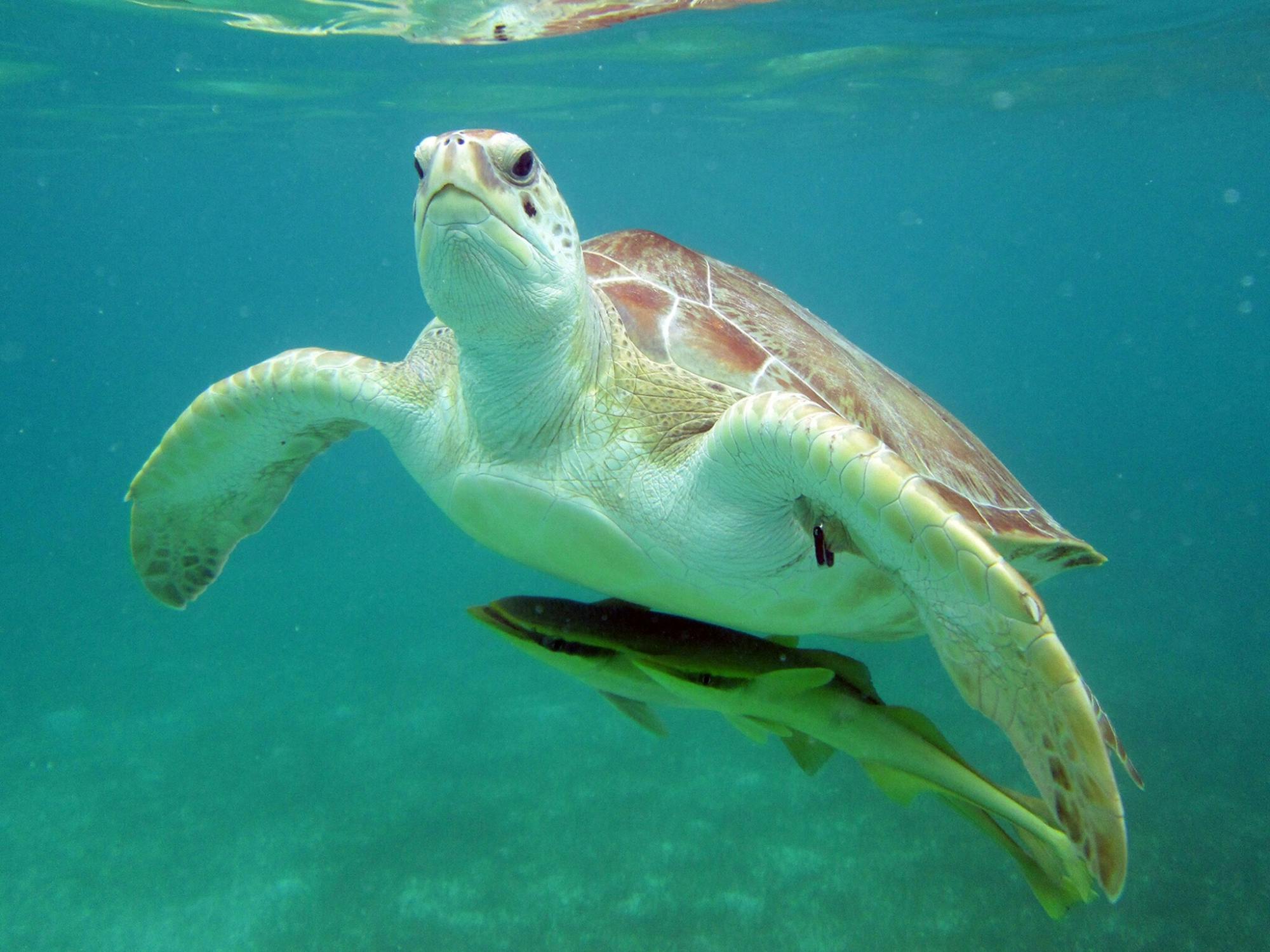Snorkelling with Turtles and Cenote Swim in Riviera Maya