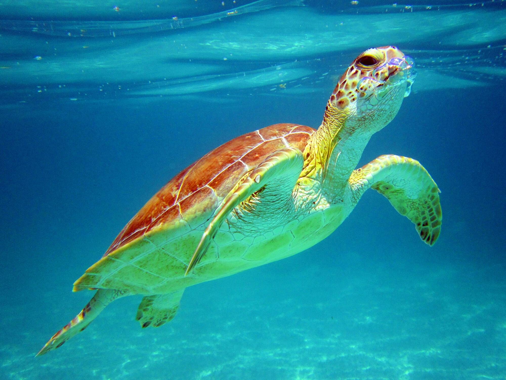Snorkelling with Turtles and Cenote Swim in Riviera Maya