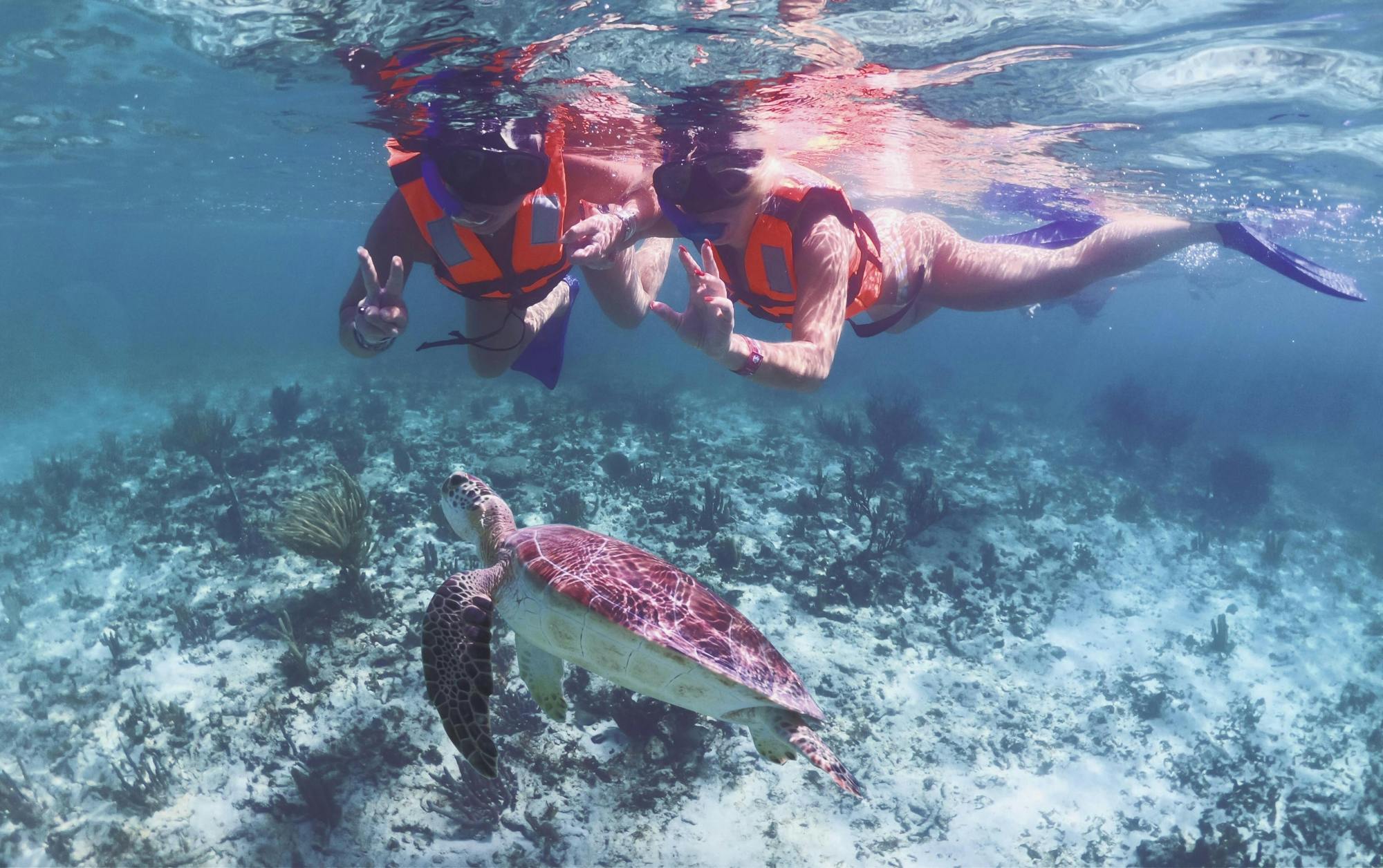 Snorkelling with Turtles and Cenote Swim in Riviera Maya
