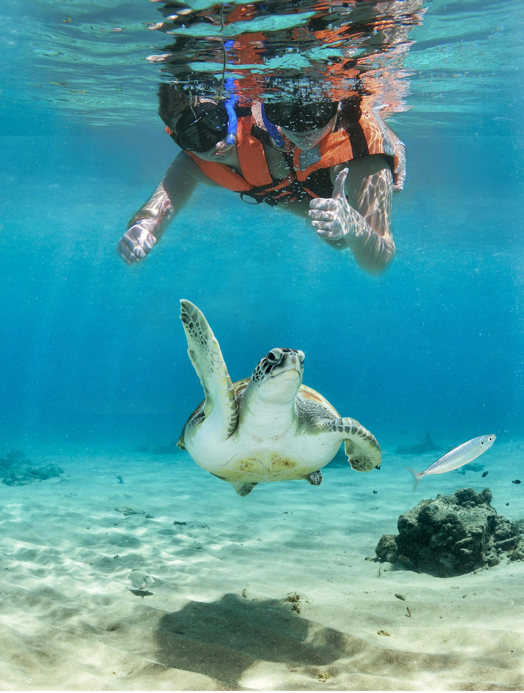 Snorkelling with Turtles and Cenote Swim in Riviera Maya