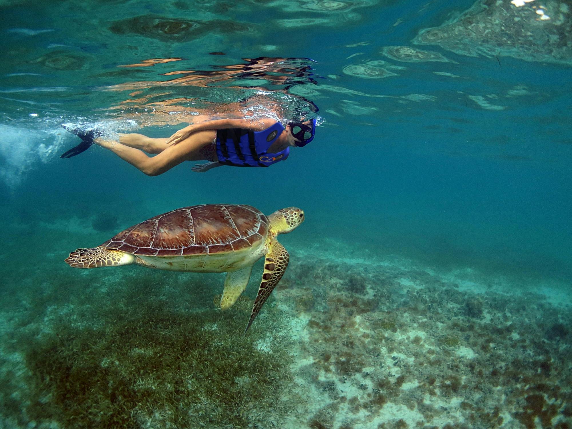 Snorkelling with Turtles and Cenote Swim in Riviera Maya