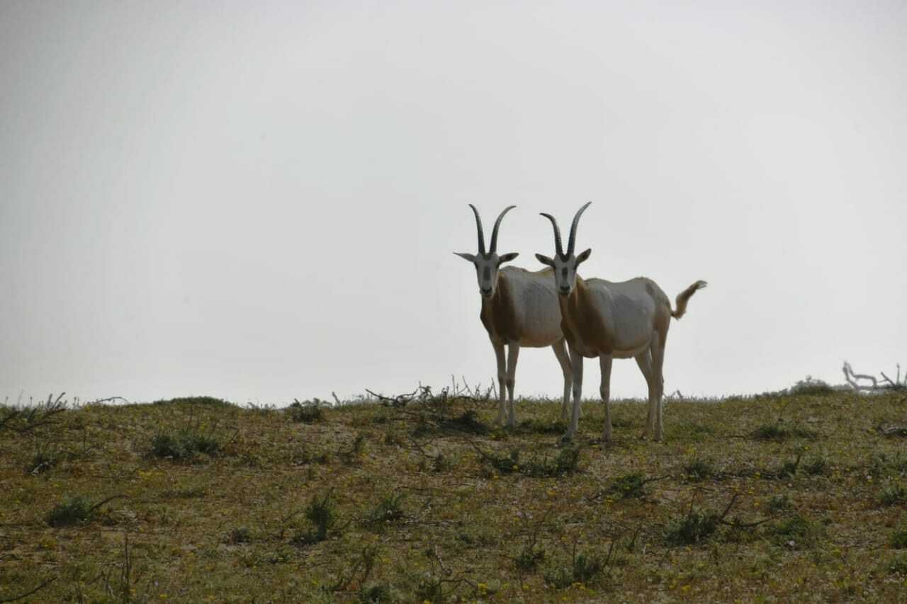 Souss Massa National Park wildlife-spotting trip from Agadir