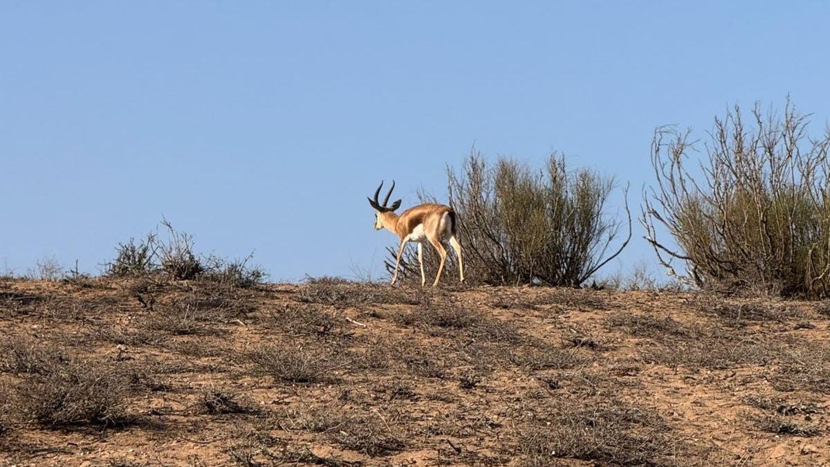 Souss Massa National Park wildlife-spotting trip from Agadir