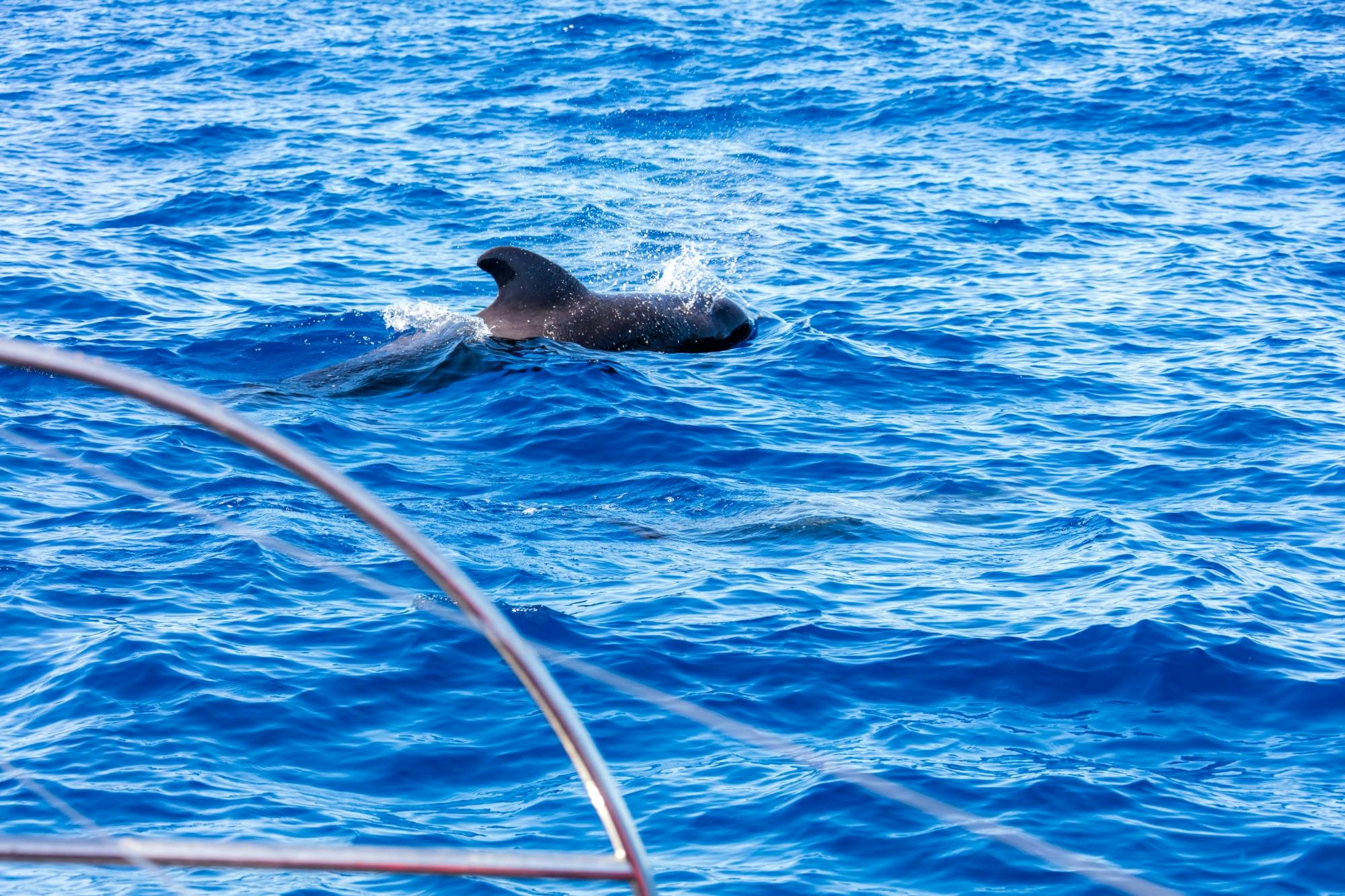 Freebird two-hour sailing experience