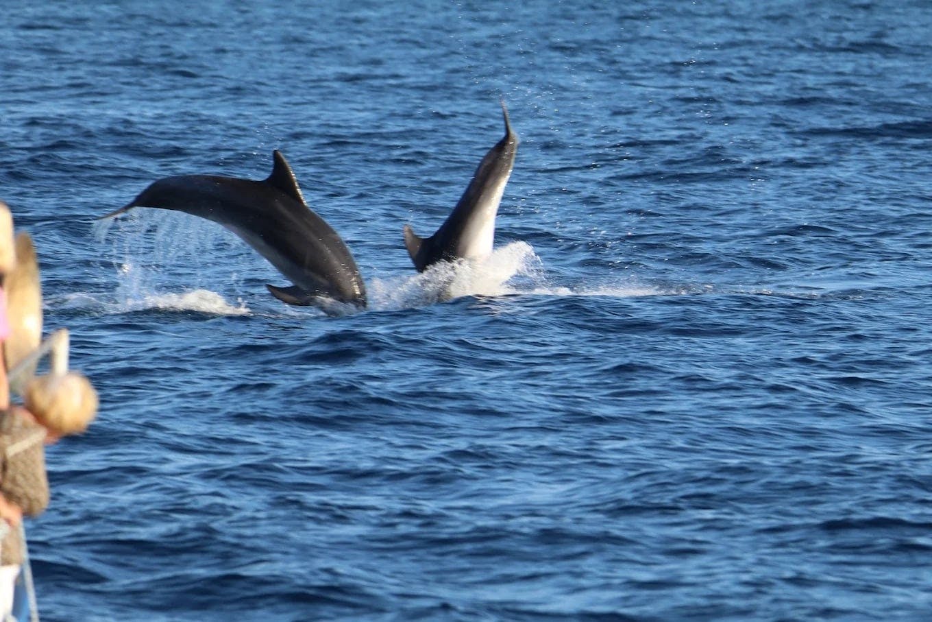 Half-day sunset dolphin-watching cruise from Novigrad