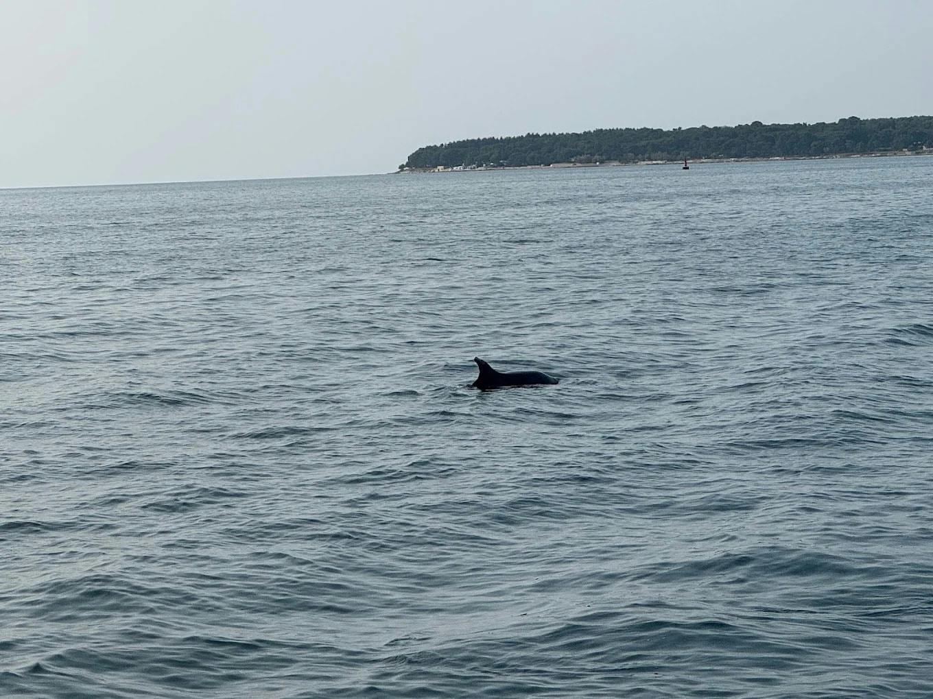 Half-day sunset dolphin-watching cruise from Novigrad