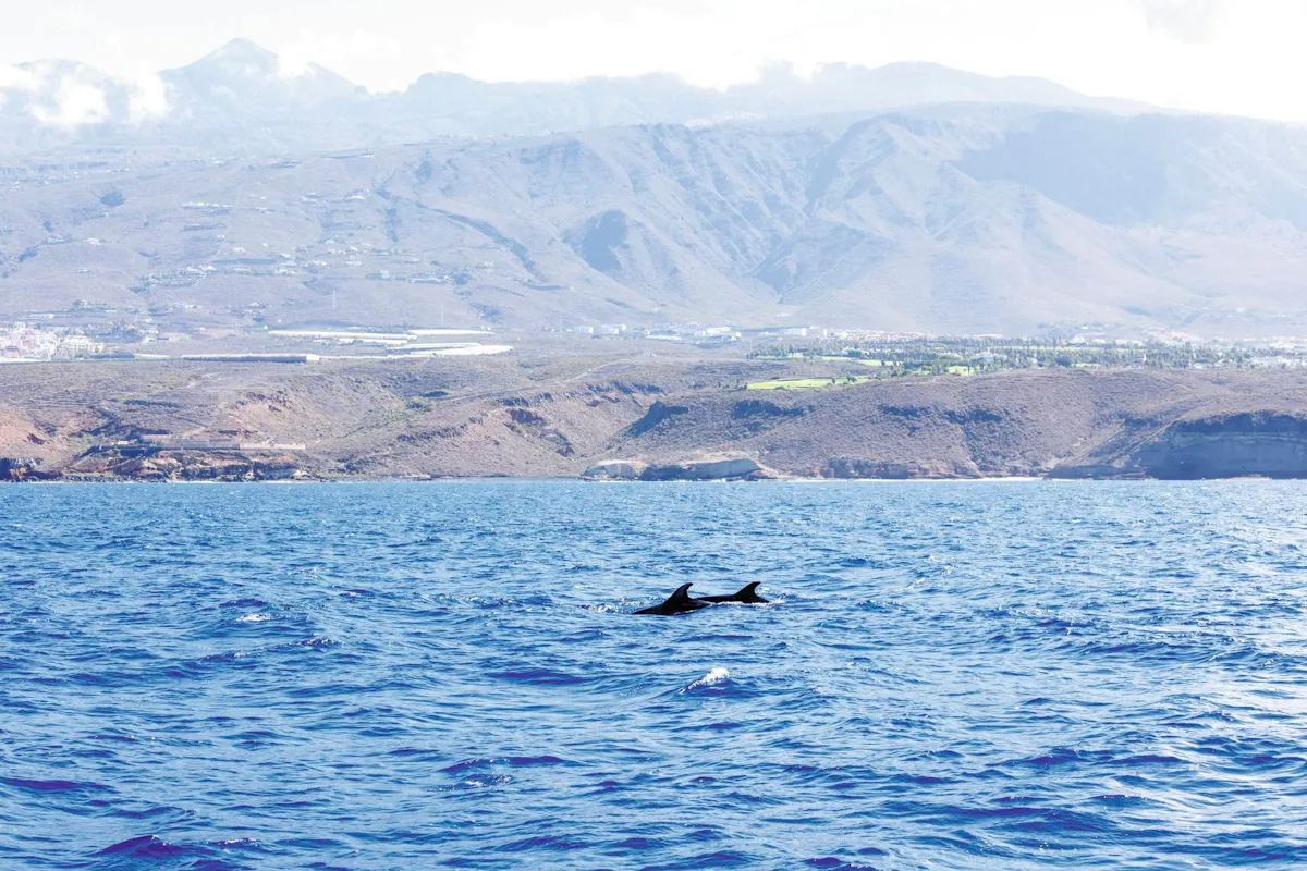 Freebird two-hour sailing experience