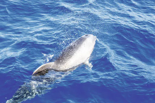 Freebird two-hour sailing experience