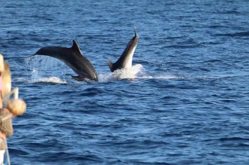 Half-day sunset dolphin-watching cruise from Novigrad