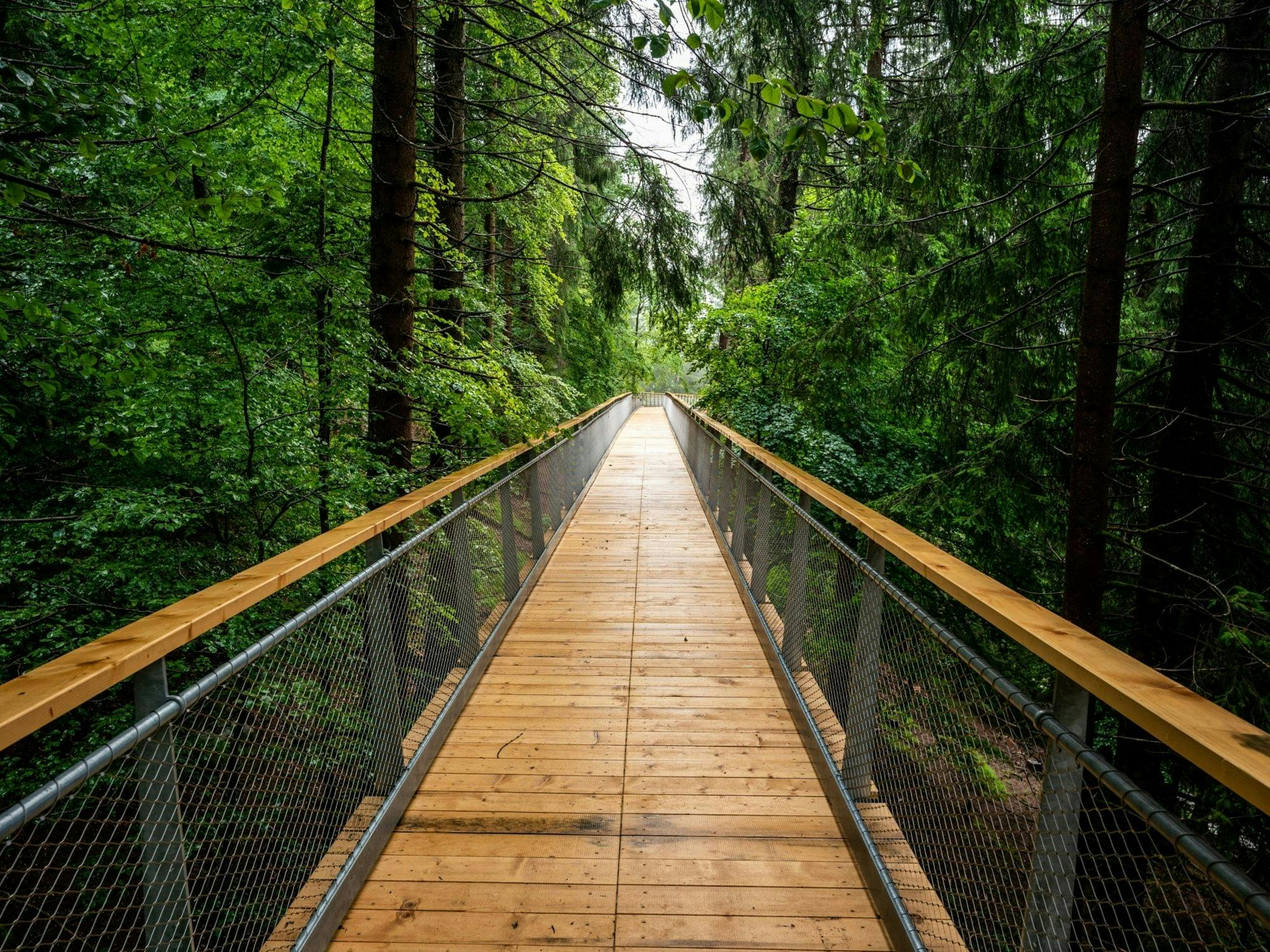 Ticket für den Baumkronenweg mit Senda dil Dragun in Laax