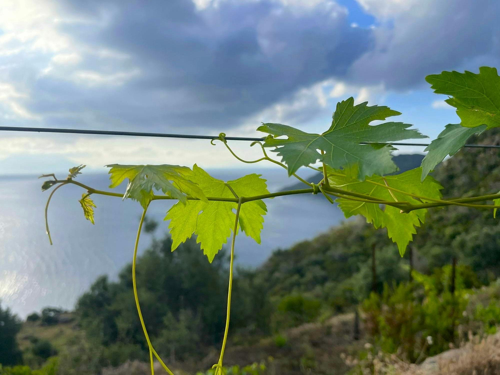 Spaziergang durch die Weinberge von Filicudi und Weinverkostung in der Tuscia
