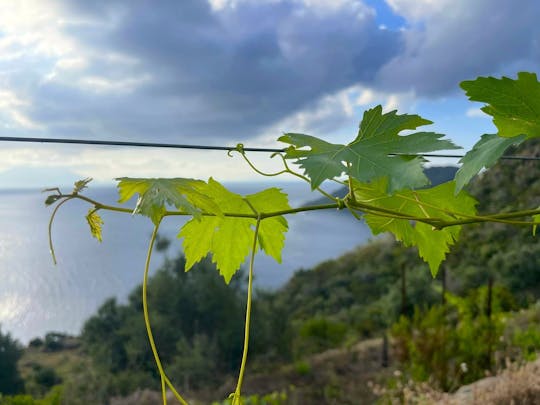 Paseo por los viñedos de Filicudi y degustación de vinos de Tuscia