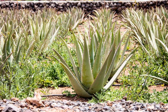 Tour durch den Osten Mallorcas mit Besuch der Höhlen von Arta und einer Aloe-Plantage