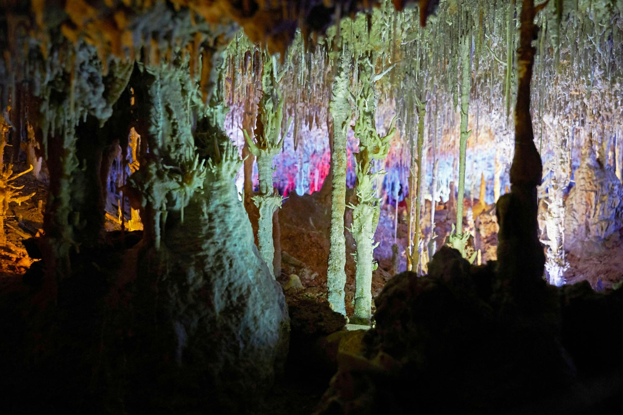 Guided tour of Hams Caves with Dinosaurland visit