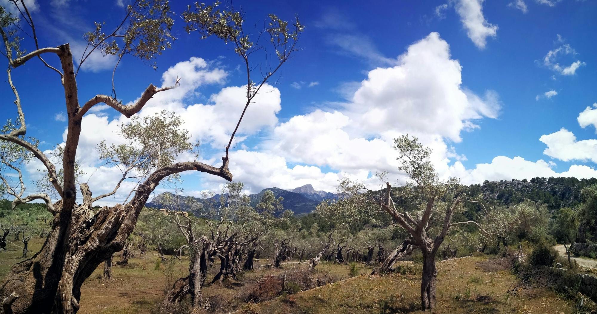 Palma e-bike tour with Bellver Castle hike