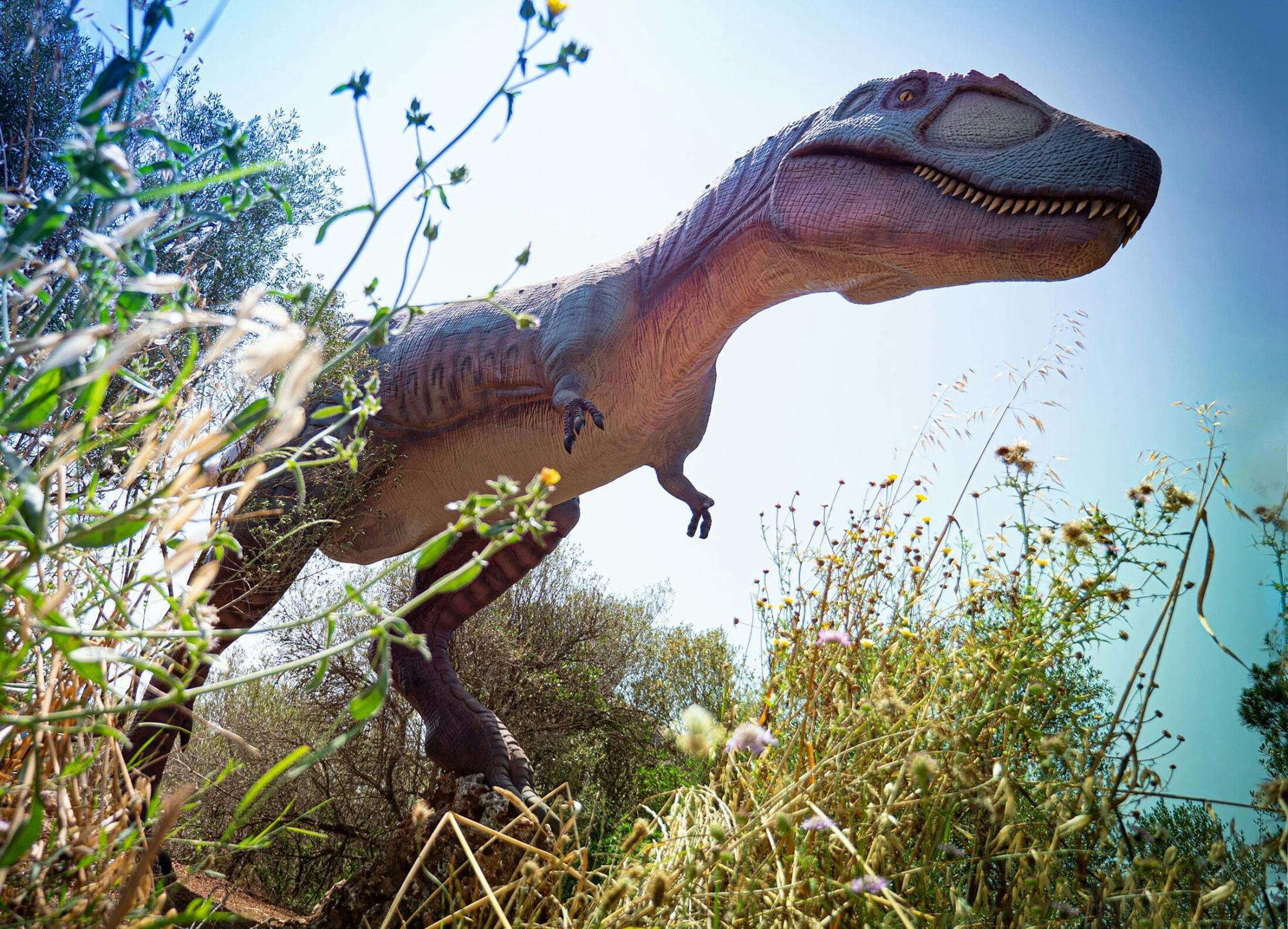 Guided tour of Hams Caves with Dinosaurland visit