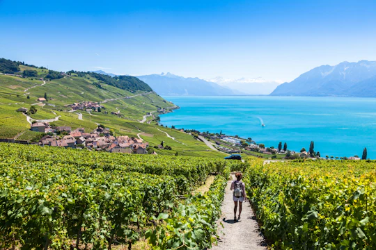 Wine tour in the Lavaux vineyards