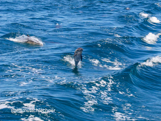 Gibraltar tour with dolphin watching cruise from Malaga