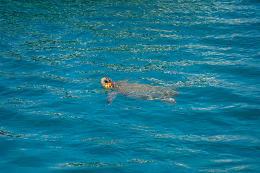 Zante cruise to Turtle Island for private groups