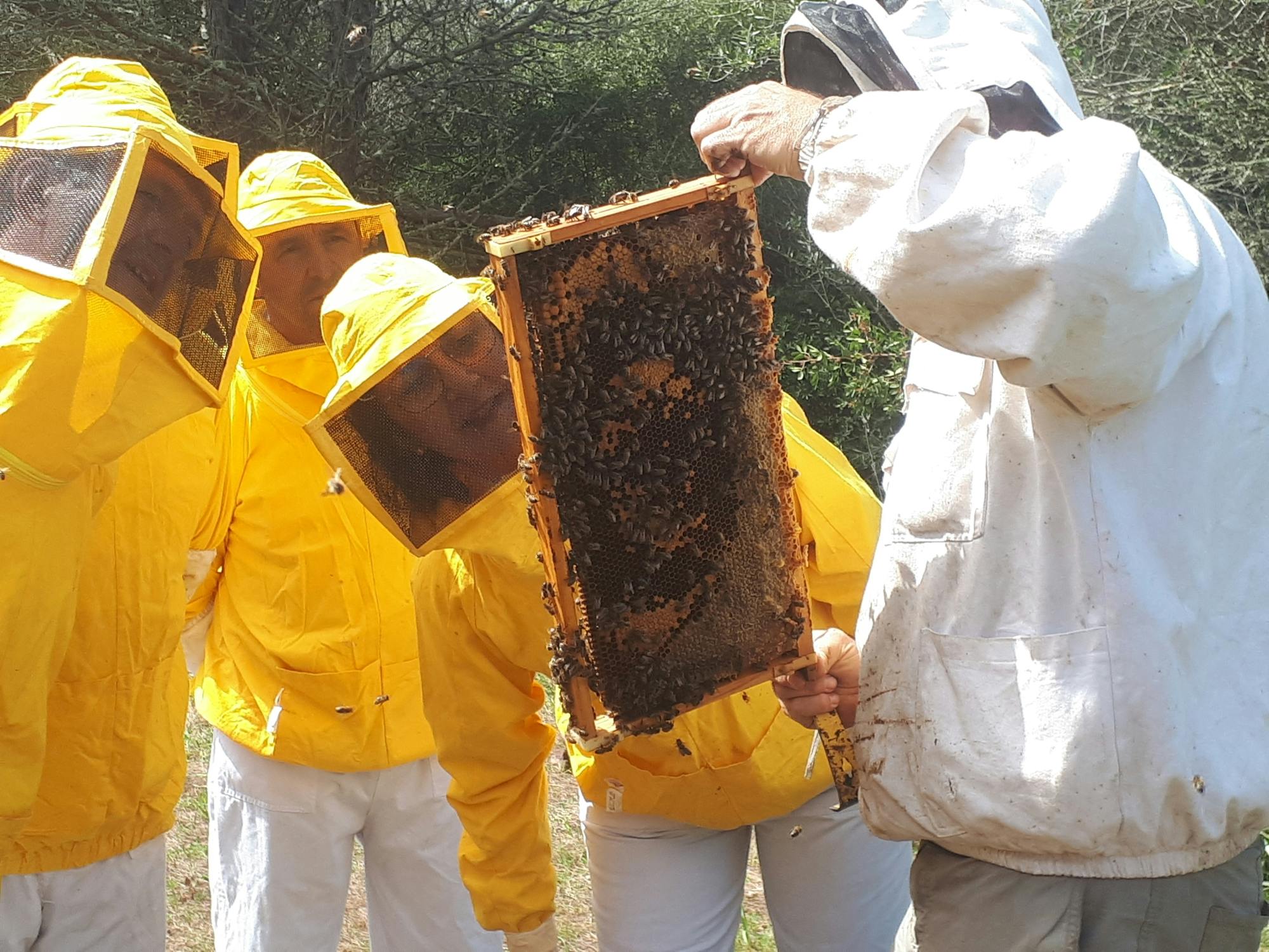 Beekeeping experience and honey-tasting in Menorca