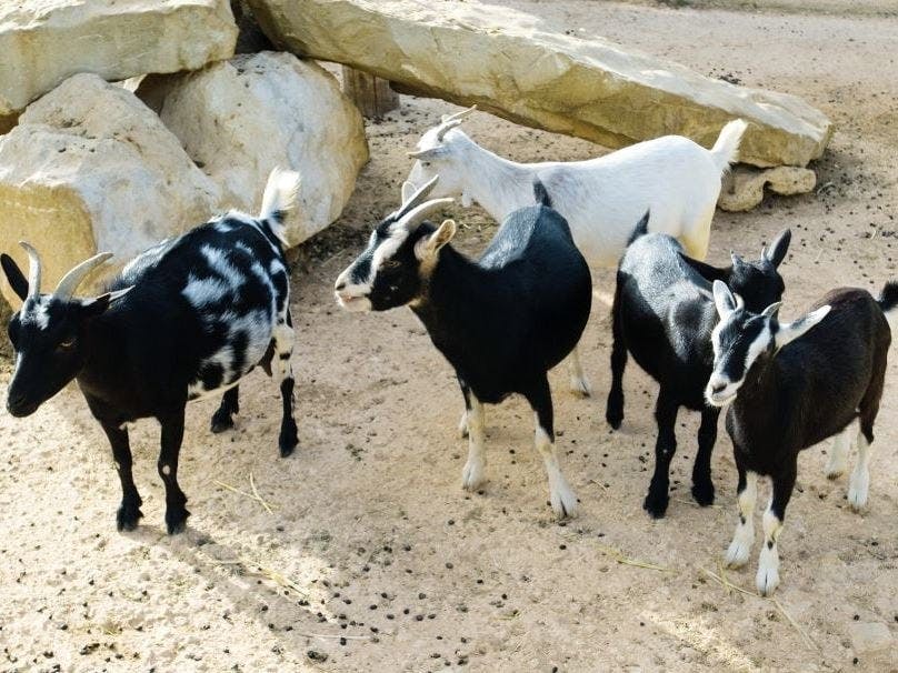 Lloc de Menorca animal park with free time at Son Bou Beach