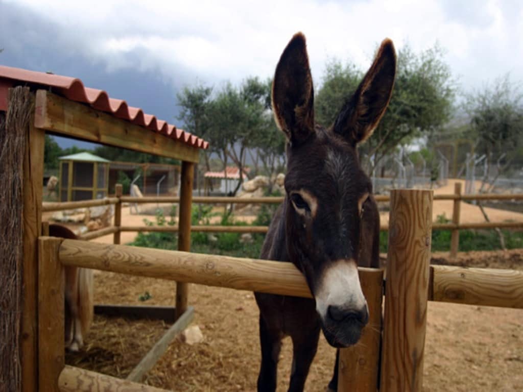 Lloc de Menorca animal park with free time at Son Bou Beach