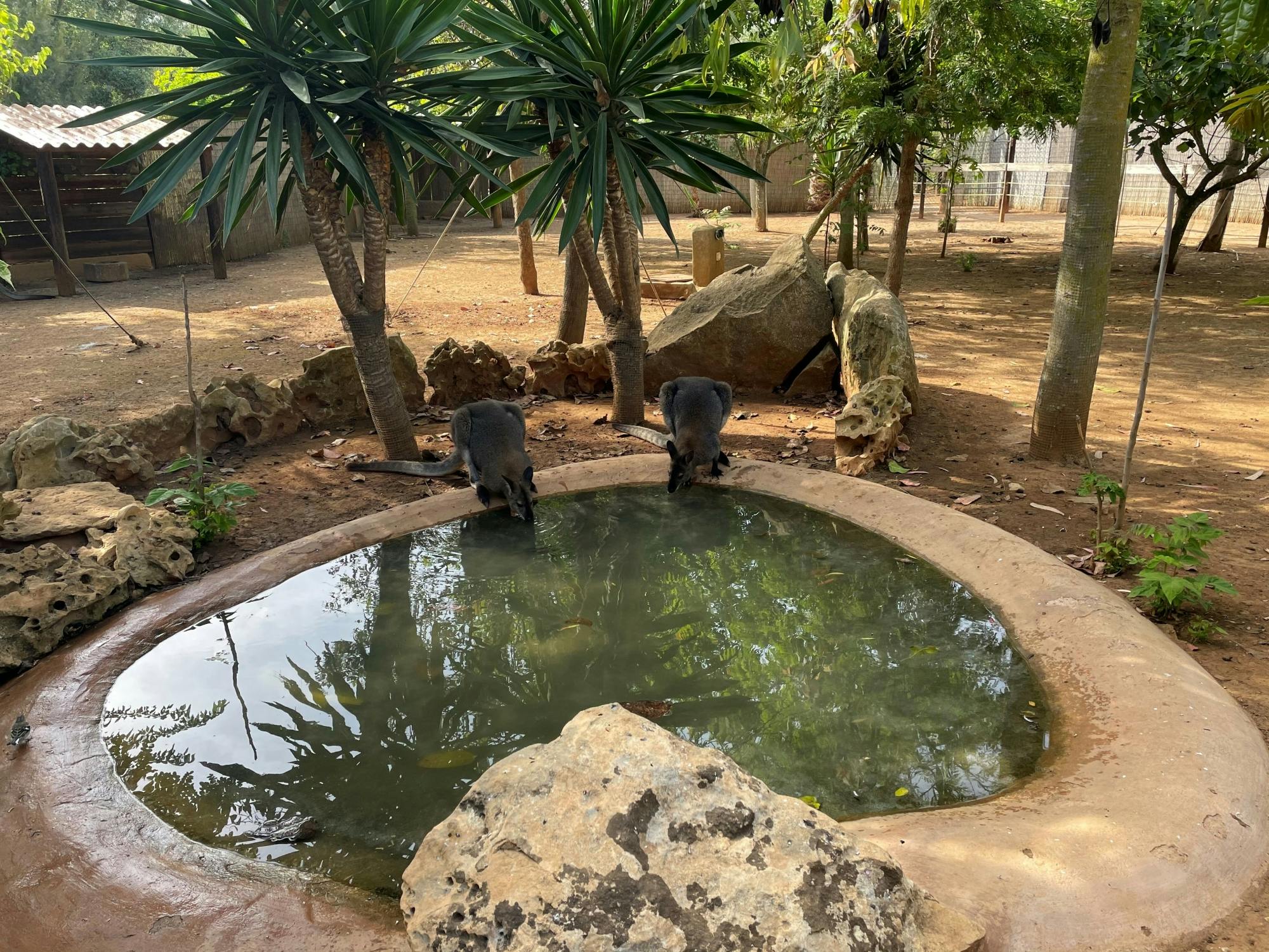 Lloc de Menorca animal park with free time at Son Bou Beach