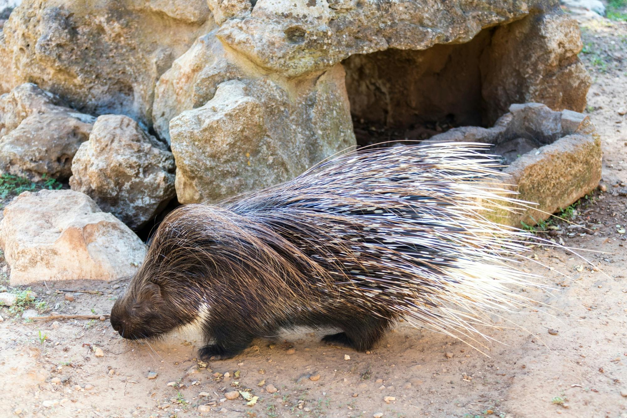 Lloc de Menorca animal park with free time at Son Bou Beach