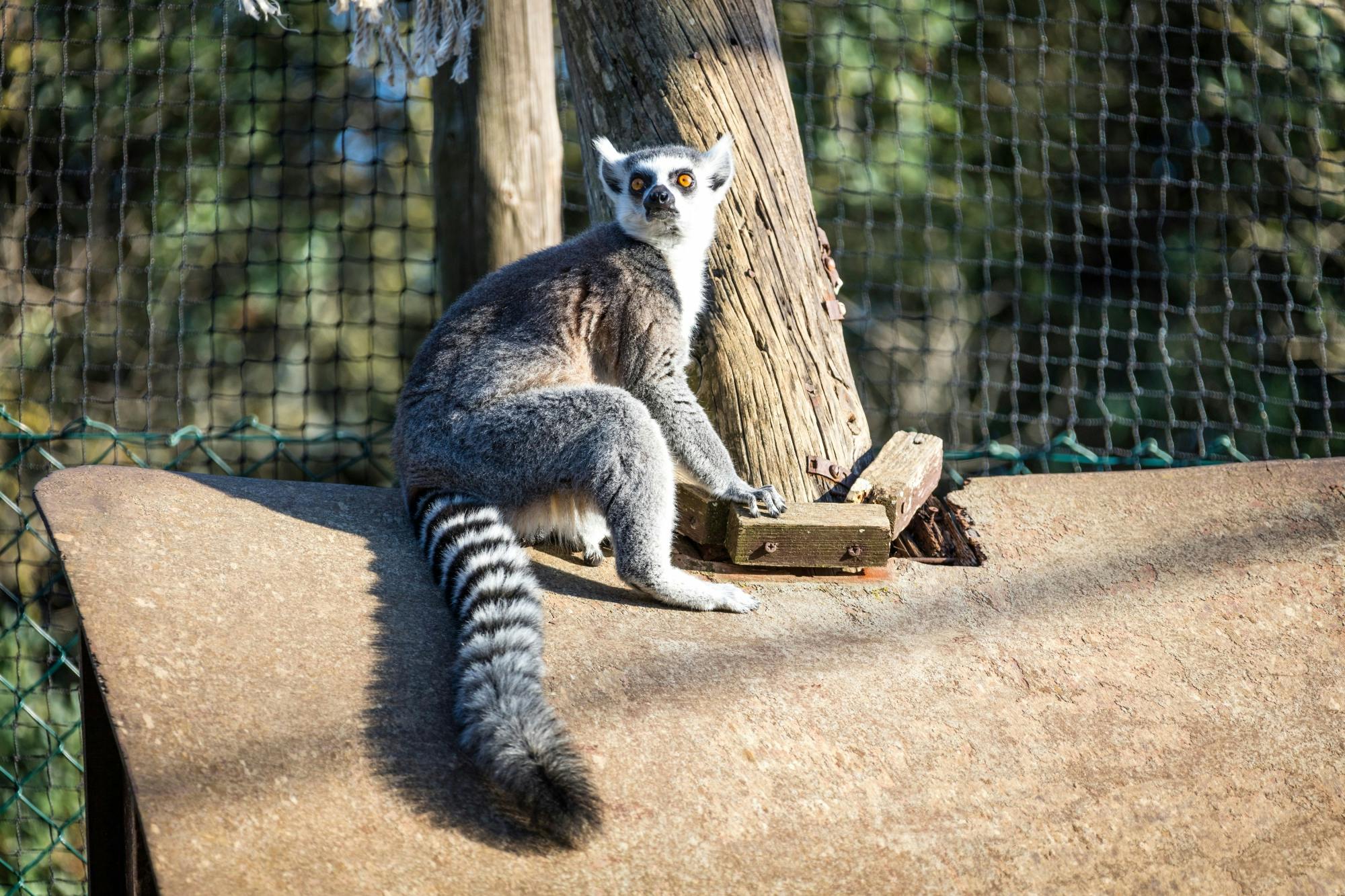 Lloc de Menorca animal park with free time at Son Bou Beach